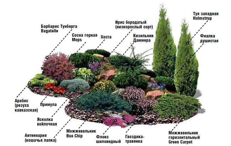 Растения для альпинария: как выбрать