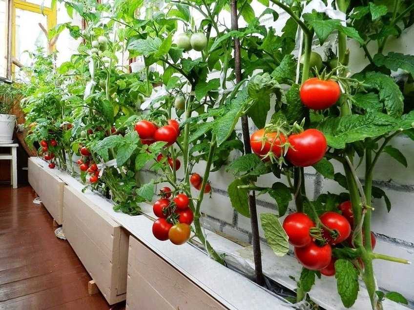 Использование урожая
