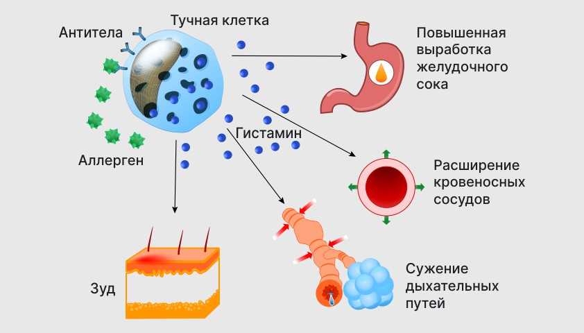 1. Накопление аллергенов