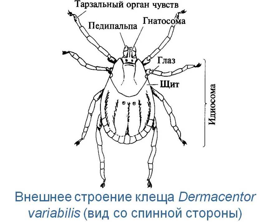 Строительные клещи для деревянных конструкций