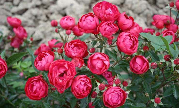 Важные критерии при выборе саженцев роз