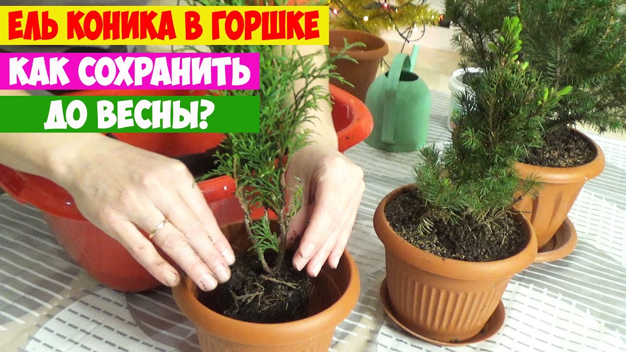 Правильный подбор и уход за почвой для ели коники