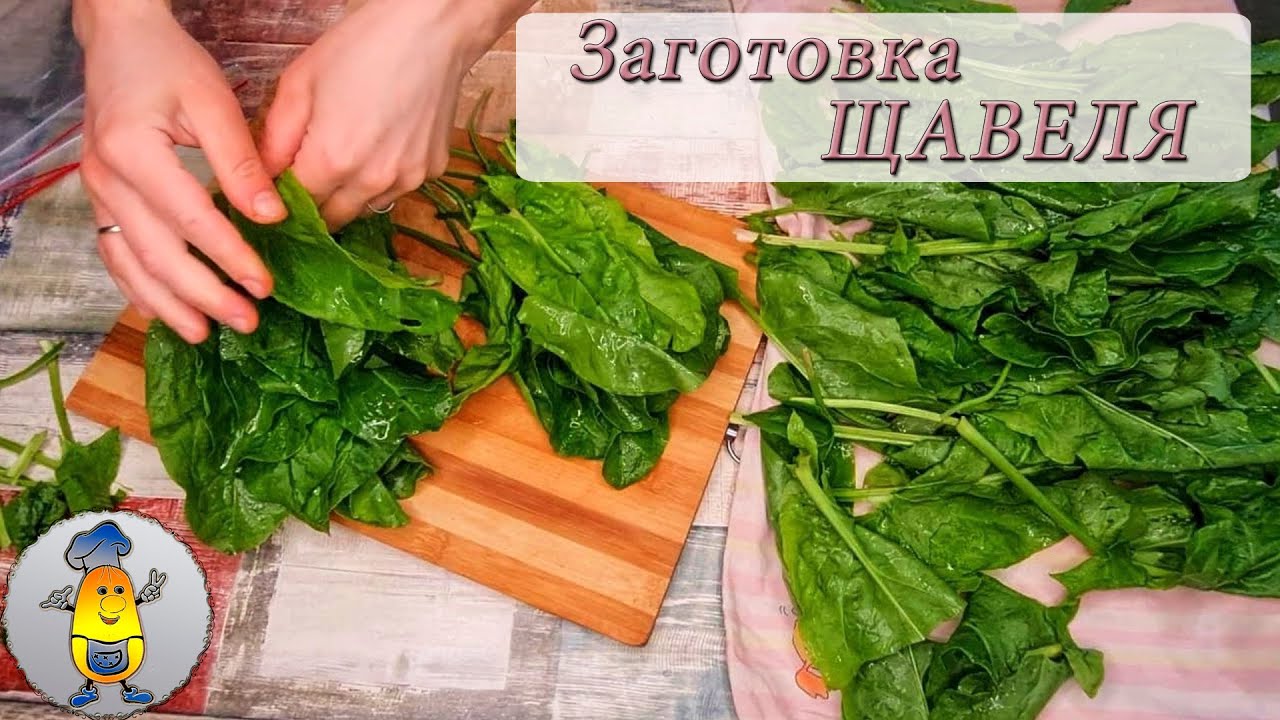 Популярные рецепты приготовления замороженного щавеля