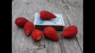 Земляника «Али-Баба»