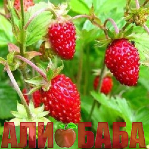 Урожайность земляники «Али-Баба»