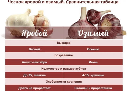 Уход за посаженным чесноком под зиму