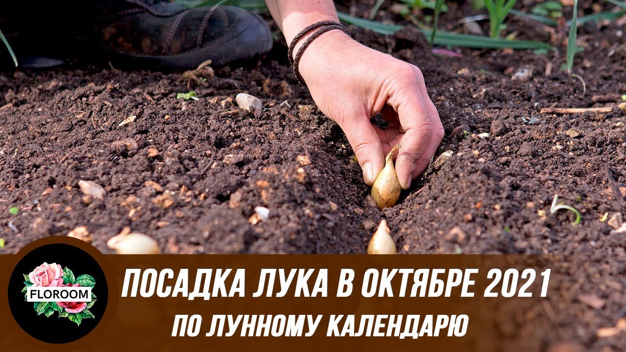 Выбор подходящего сорта лука для посадки