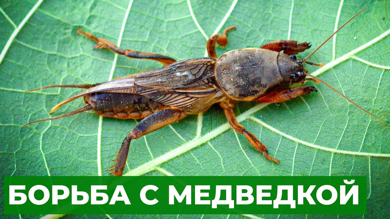 Применение химических средств