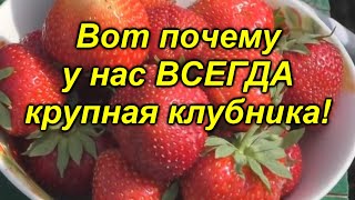 Полив: верный путь к обильному урожаю