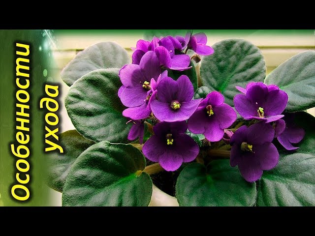 Секреты полива фиалок