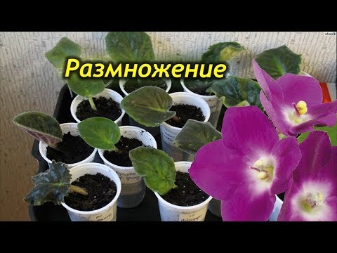 Деление растения для увеличения числа экземпляров