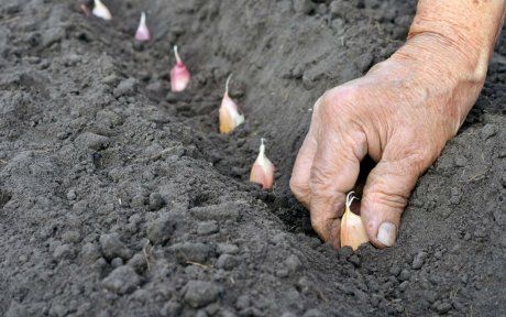 Сроки посадки озимого чеснока осенью на Урале