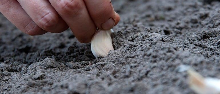 Схемы посадки озимого чеснока на Урале