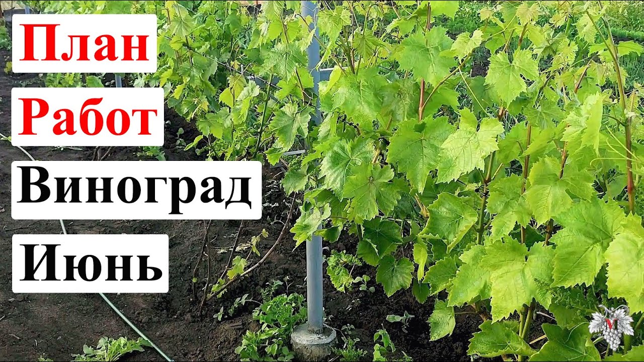 Полив винограда в июне