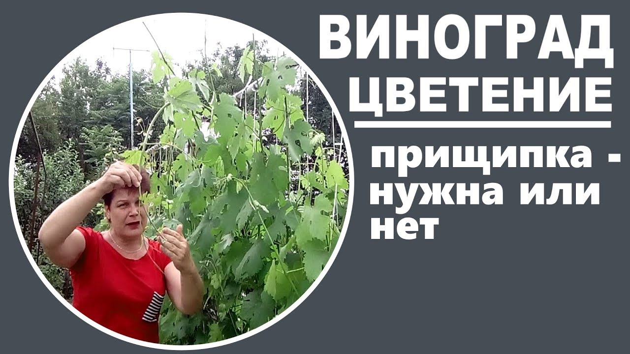 Приготовление почвы для винограда