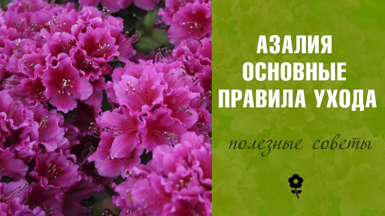 Выбор и покупка азалии