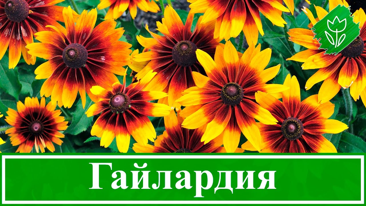 Определение оптимального времени для посева гайлардии