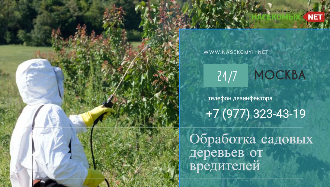 Когда обрабатывать яблони весной 2023 года?