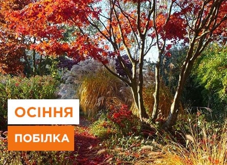 Выбор подходящего белила для деревьев