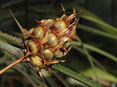 Акантостахис – это род растений семейства акантовых (Acanthaceae). Эти многолетние травы или небольшие кустарники распространены в тропических и субтропических районах мира, особенно в Африке и Индии. Название рода происходит от греческих слов 
