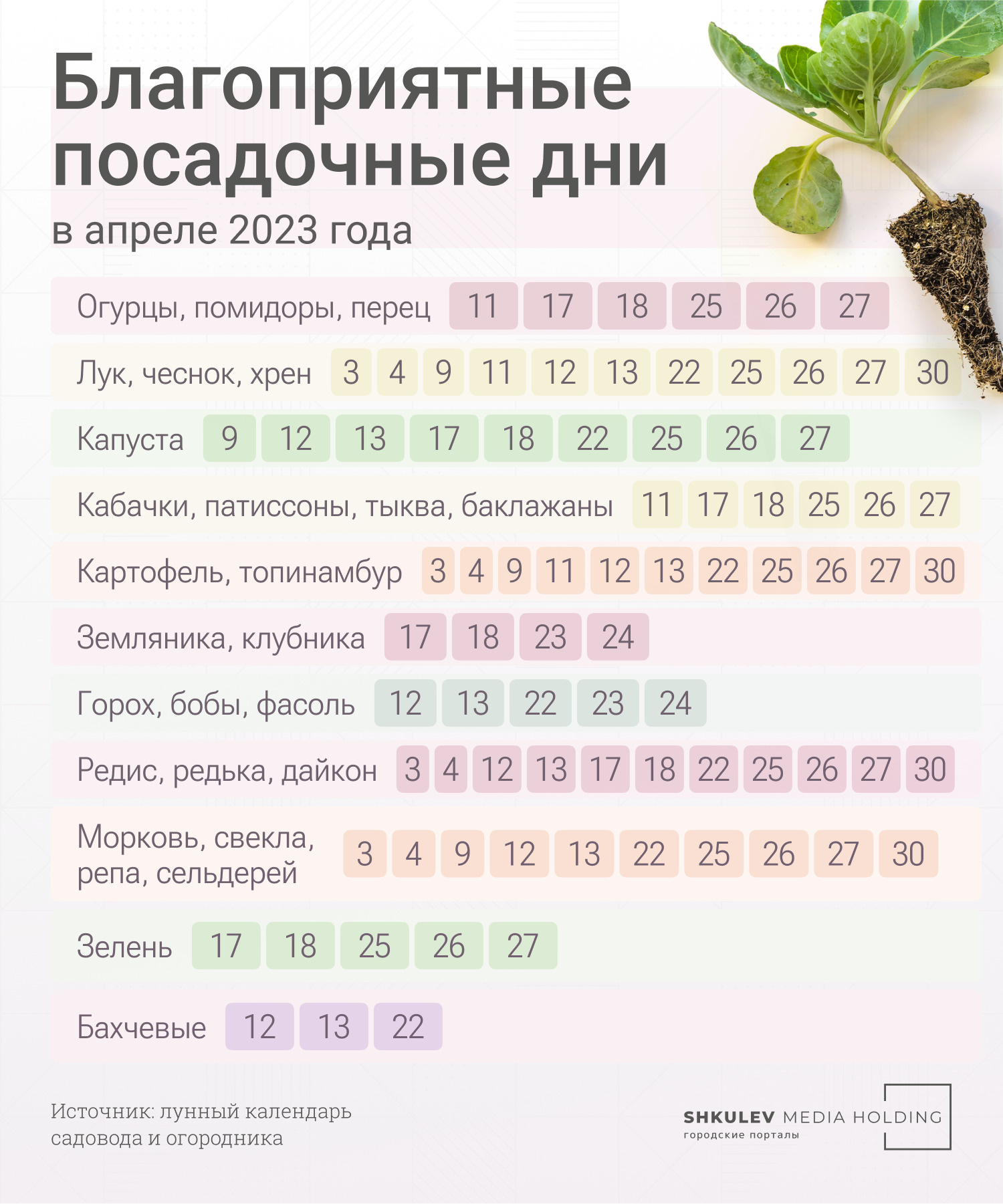 Пересадка рассады лука на грядки