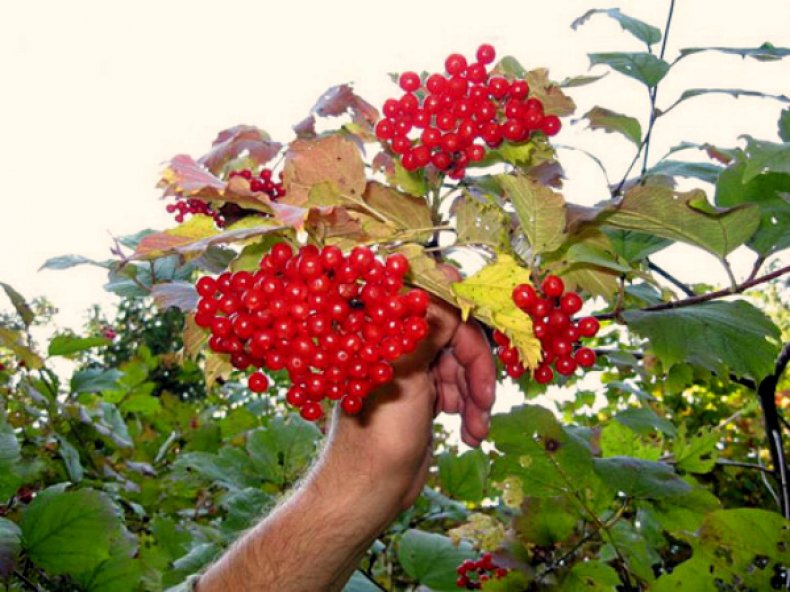 Лунный календарь для сбора калины