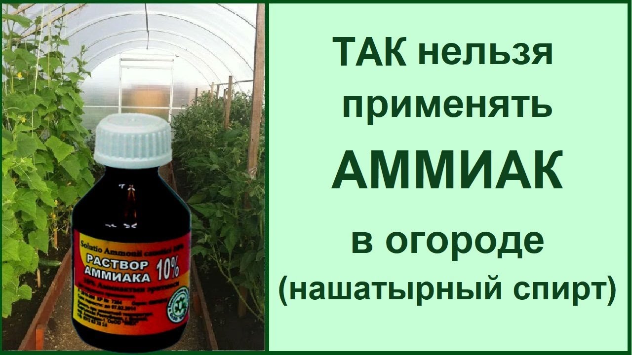 Нашатырный спирт для клубники: зачем нужно?