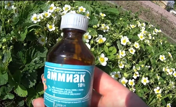 Нашатырный спирт: свойства и состав