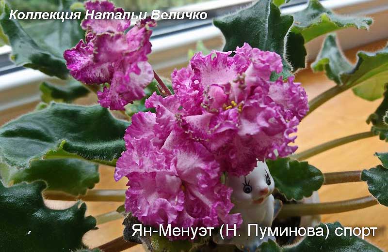Описание нежно-розового сорта фиалки «Ян Менуэт»