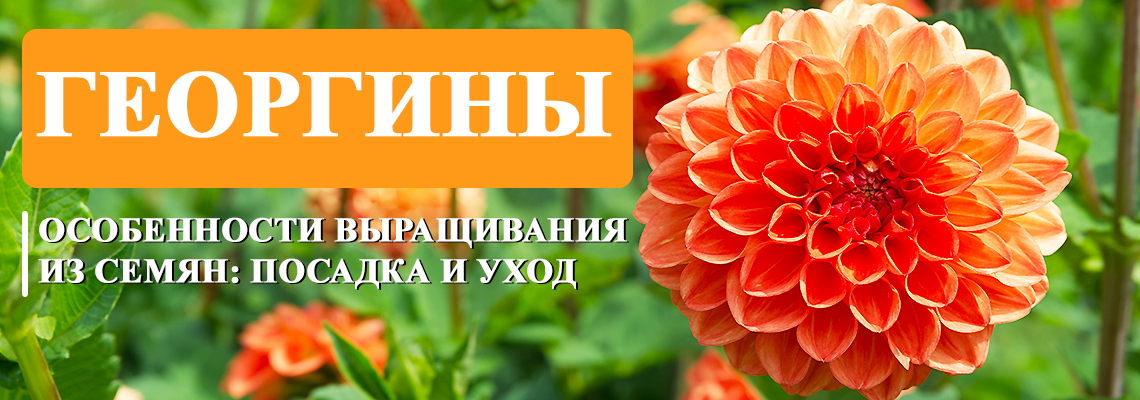 Посев георгинов в грунт