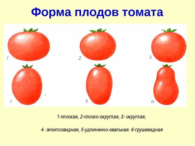 Солнечный уход за детерминантными сортами томатов