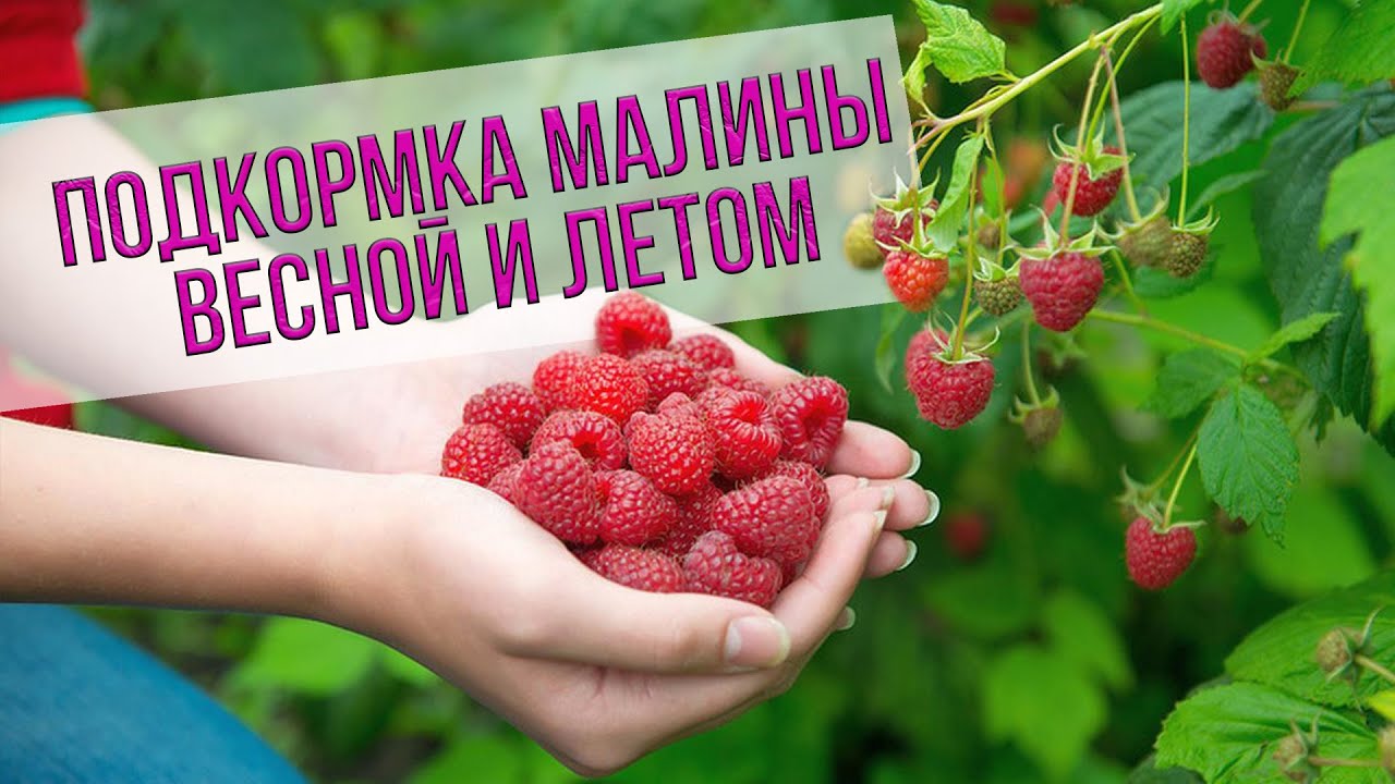 Как и когда удобрять малину весной?