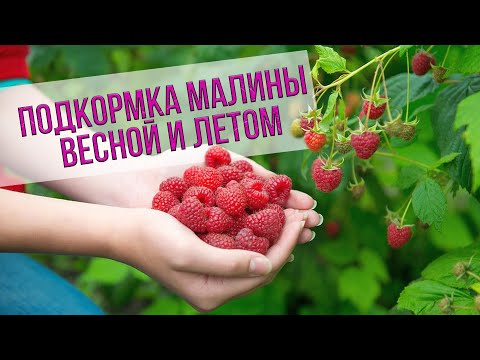 Органическая подкормка малины