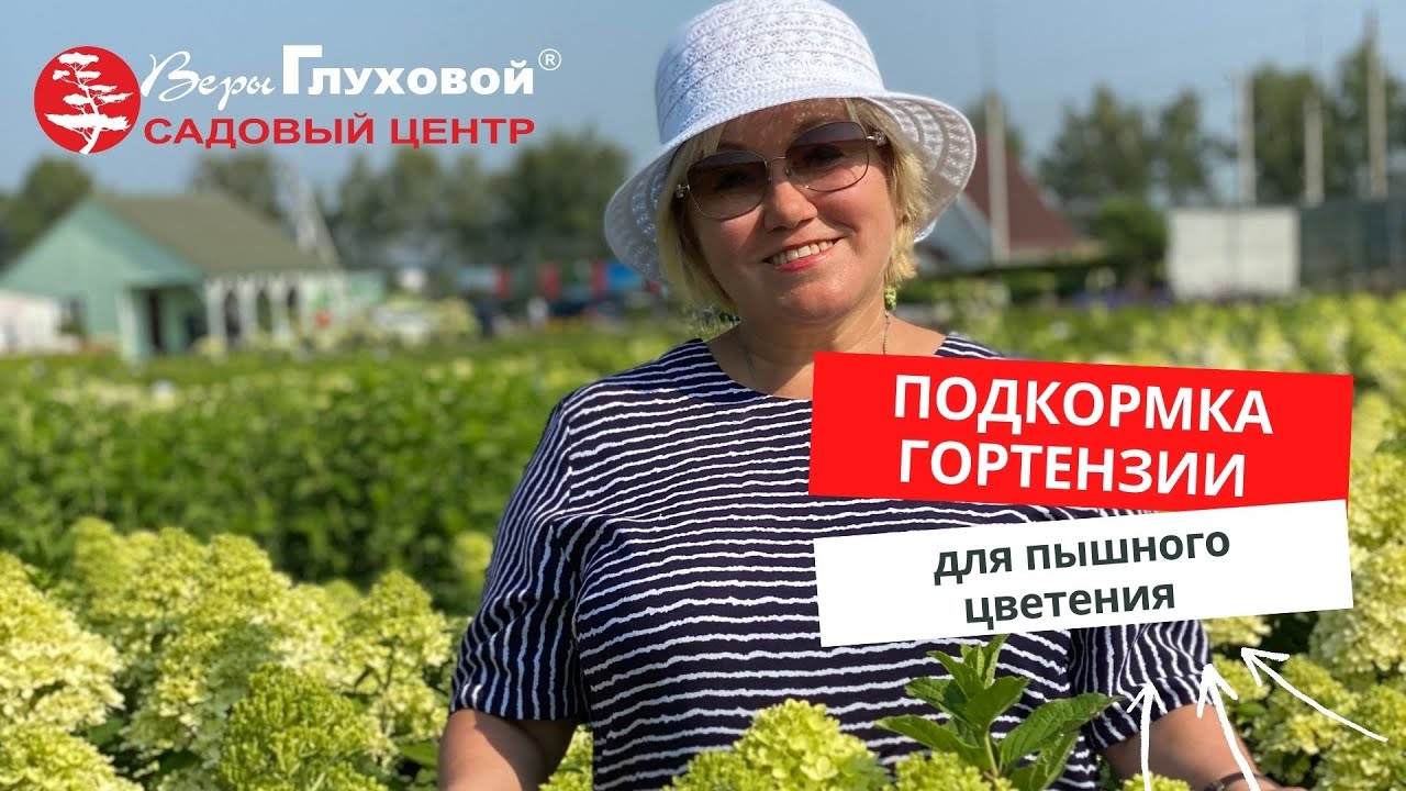 Подкормка гортензии для более красивого цветения