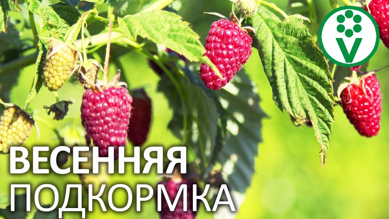 Подготовка почвы и малины перед подкормкой