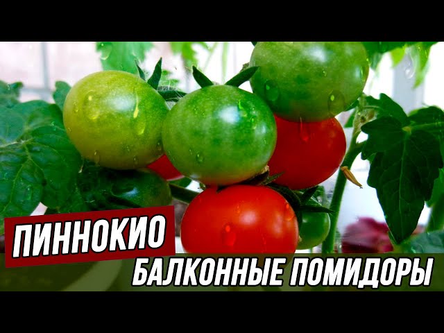 Советы по уходу за томатами на балконе