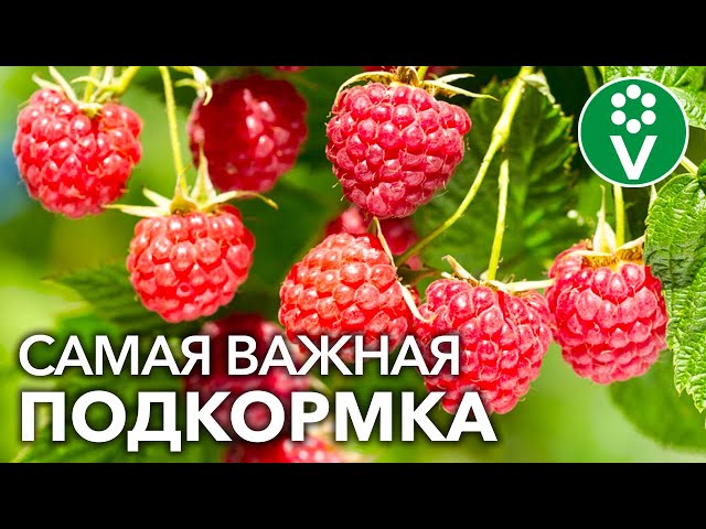Технология подкормки малины весной