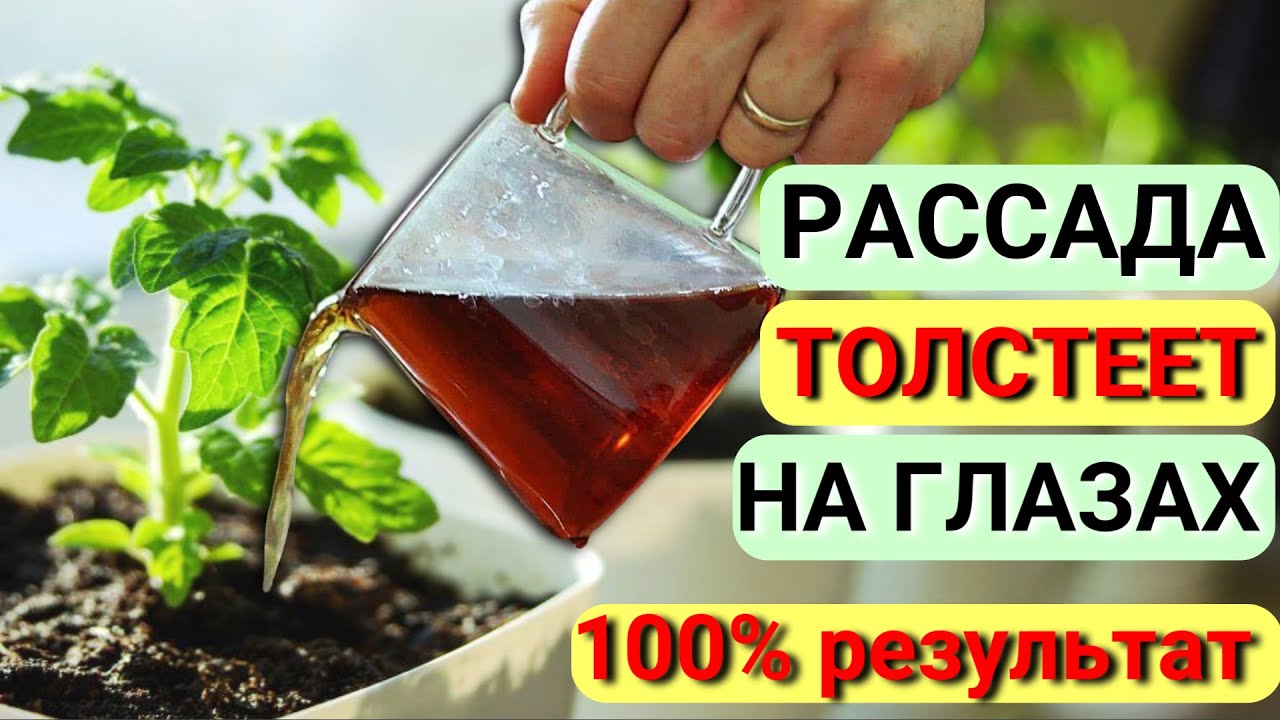 Как применять отвар при подкормке рассады луковой шелухой?
