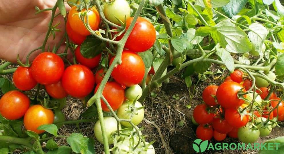 Вкусные и сочные плоды