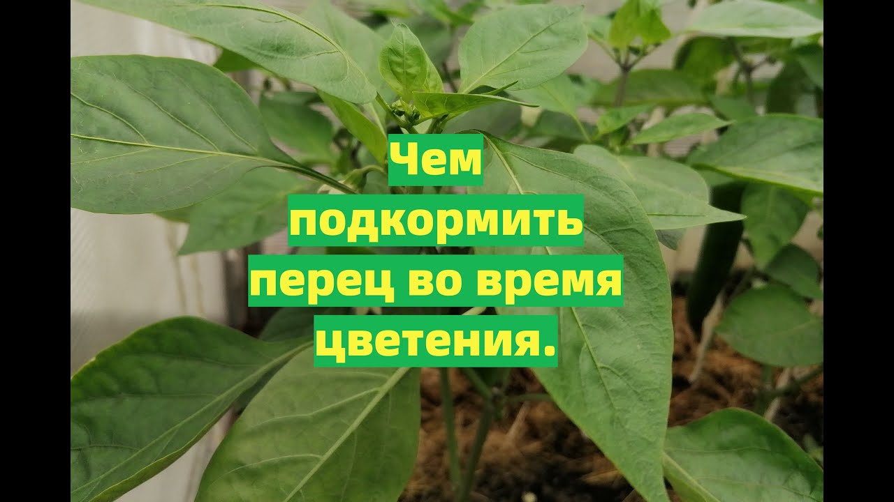 Лучшее время для подкормки