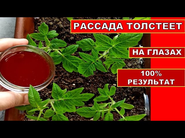 Почему использовать отвар?