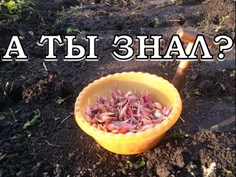 Подготовка почвы и уход