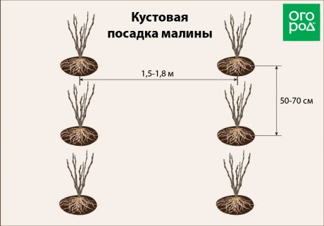 Как выбрать оптимальное время для посадки малины осенью
