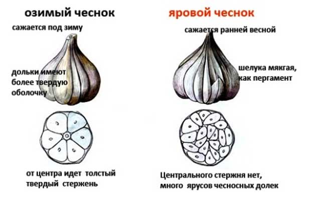 Подбор сорта и места