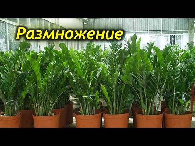 Раздел 3: Размножение семенами