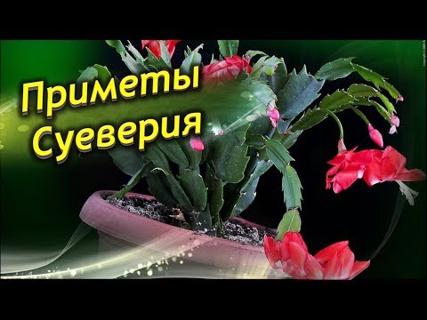 Влияние рождественника на энергетику дома