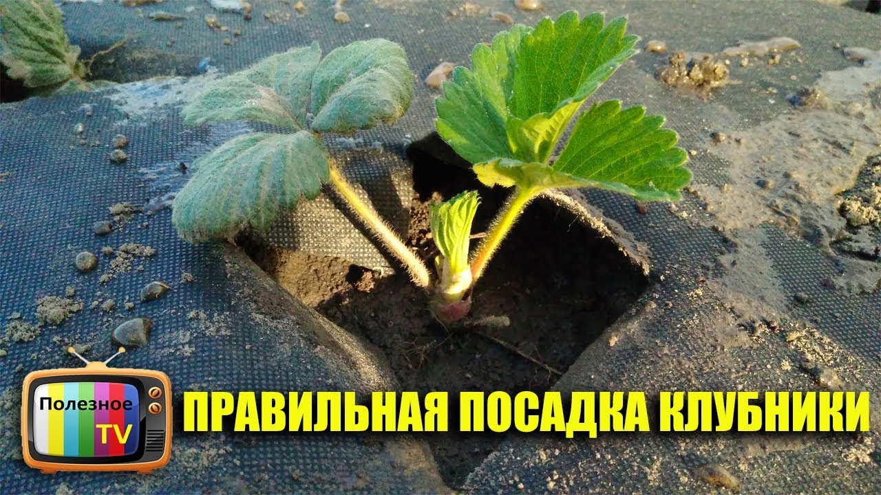 Выбор участка для клубники