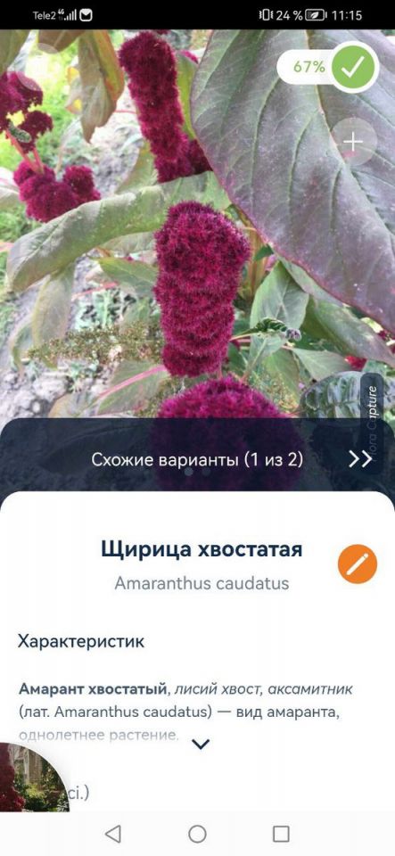 Как узнать название комнатных растений? Практические рекомендации