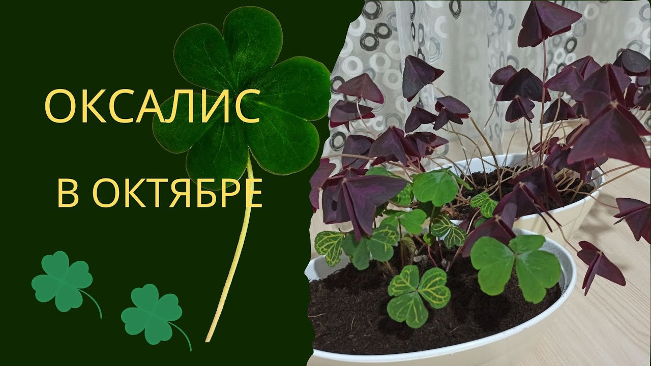 Преимущества выращивания кислицы дома