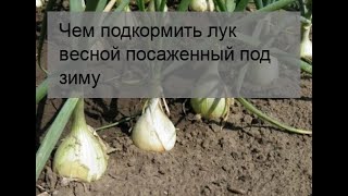 Удобрение лука весной: секреты успешного выращивания